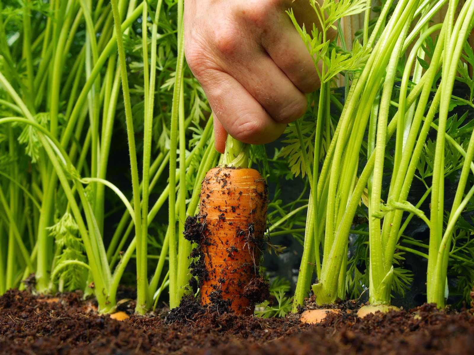 Carrots | Vegetables To Grow Indoors For A Productive Garden