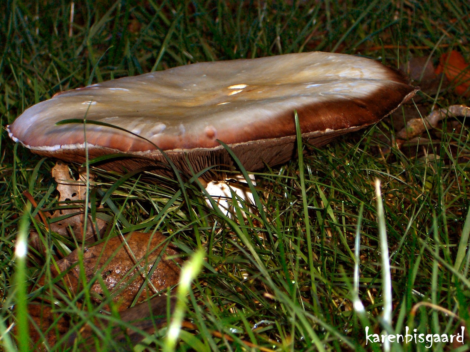 Karen`s Nature Photography Flat Headed Mushroom in Lawn.