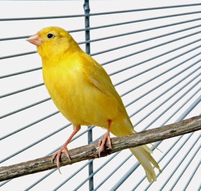 Daftar Harga Burung Kenari Terbaru 2017 Burung Kicauan