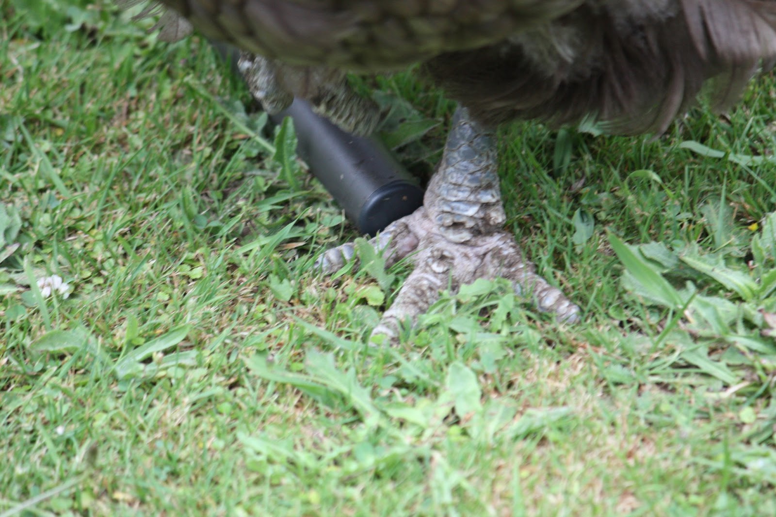 The Lynmouth Chooks: Scaly Leg Mite - after second treatment. Plus ...