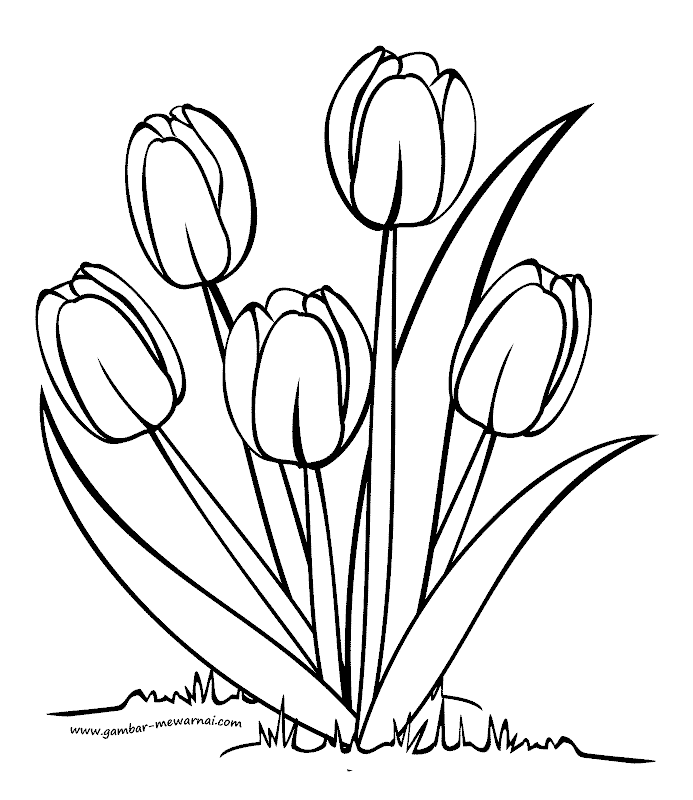  Mewarnai  Bunga  Tulip Contoh Gambar  Mewarnai 