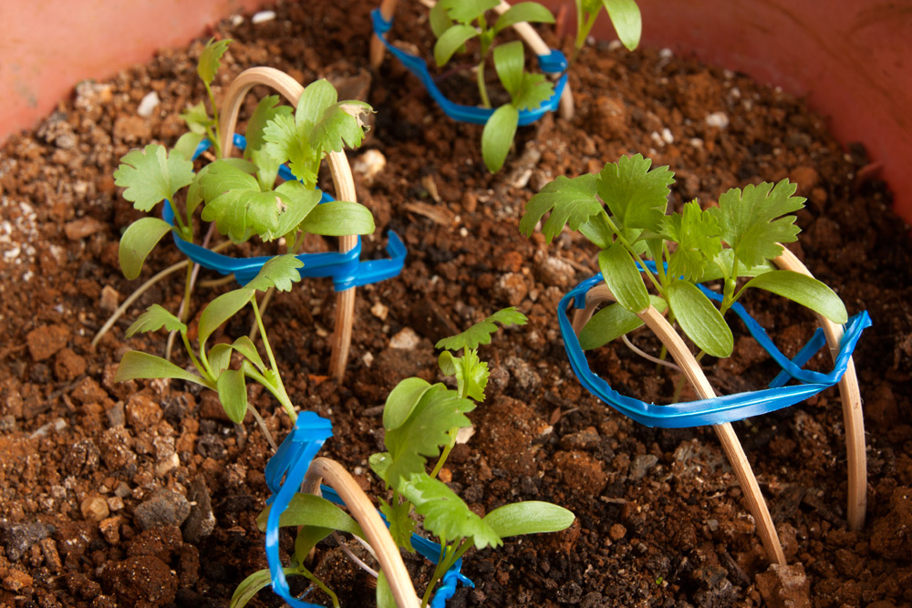 leggy cilantro seedlings leggy cilantro seedlings