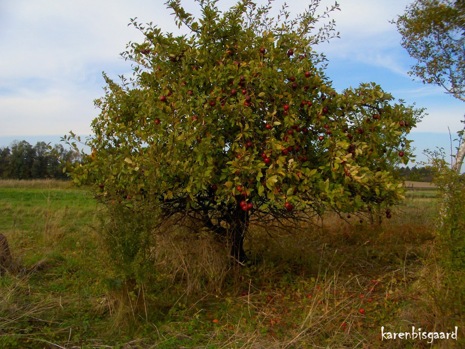 Karen`s Nature Photography Wild Growing Apple Tree with Red Apples.