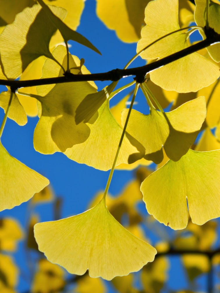 Ginkgo biloba Maidenhair tree autumn foliage Mount Pleasant Cemetery by garden muses-not another Toronto gardening blog Ginkgo biloba Maidenhair tree autumn foliage Mount Pleasant Cemetery by garden muses-not another Toronto gardening blog
