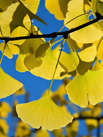 Ginkgo biloba Maidenhair tree autumn foliage Mount Pleasant Cemetery by garden muses-not another Toronto gardening blog