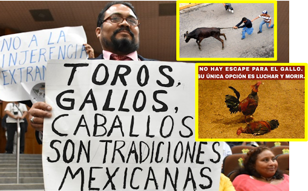 PAN Y PRD del Congreso de Veracruz despenaliza peleas de gallos y vaquilladas...SON UNA TRADICIÓN 