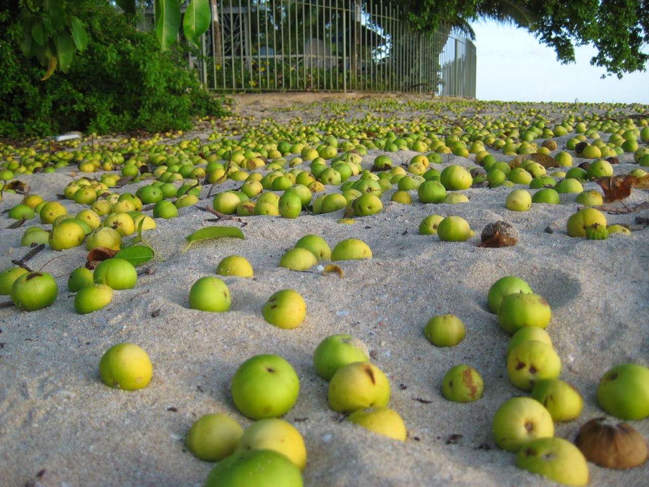 The Manchineel World's Most Poisonous & Dangerous Tree Most