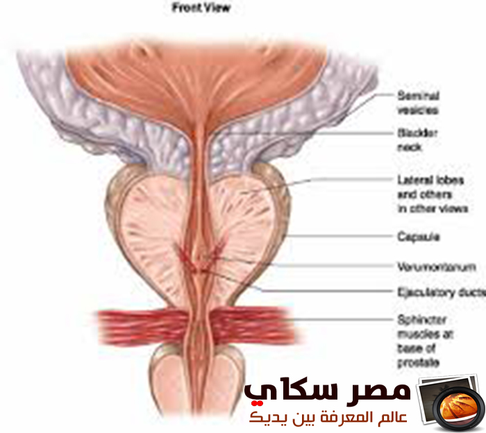  تركيب البروستاتا تشريحيا Prostate