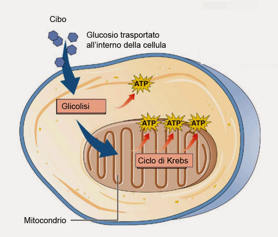 professoressa domestico La respirazione cellulare