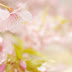 河津桜が満開です ＠白野江植物公園