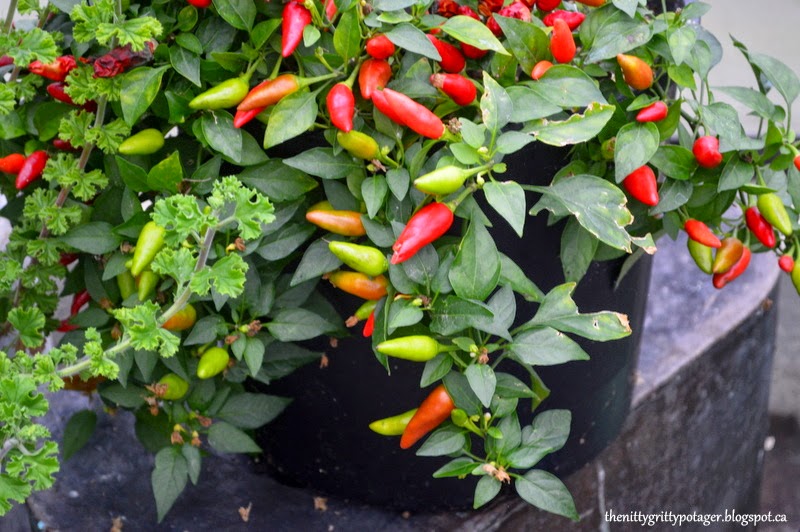 How To Grow Great Peppers