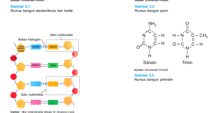 DNA; Pengertian, Struktur, Replikasi dan Fungsinya ...