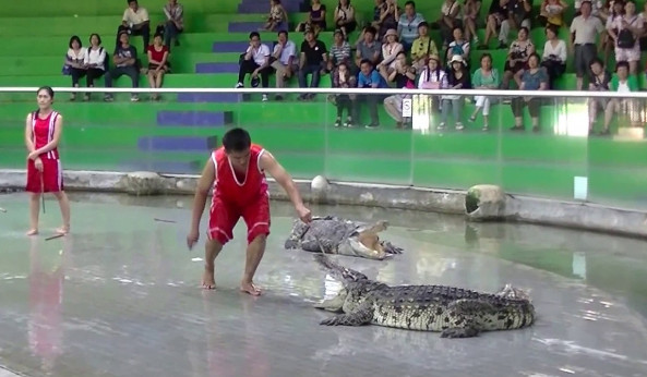 xiếc cá sấu thái lan