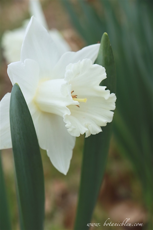 thalia-white-narcissus-naturalizing-bulb