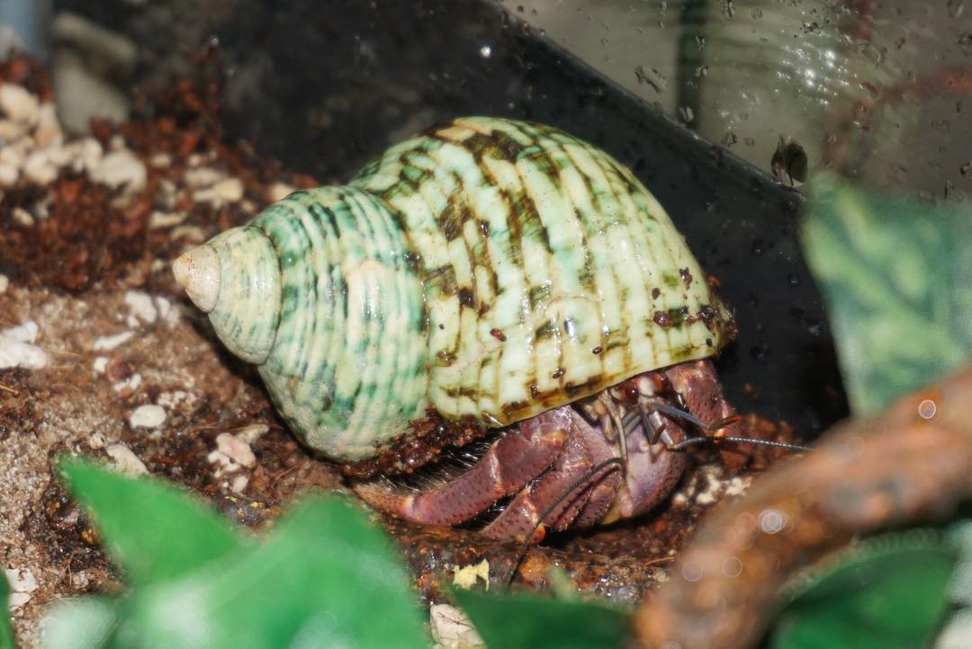 Hermit Crab Cottage What food should I feed my hermit crab?