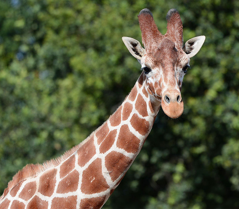 Living animal. Жираф царство. Плакат животные english. Жираф и курица. Live animals наклейка.