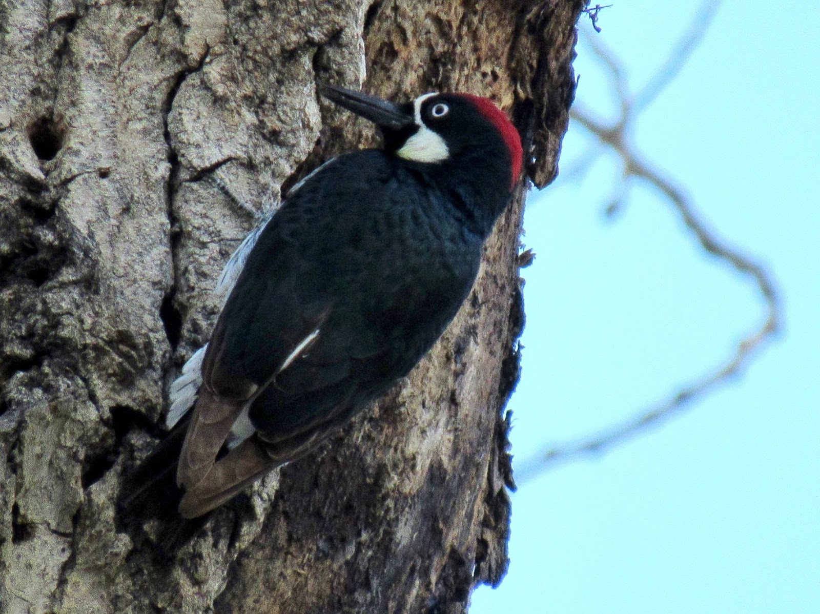 Acorn Woodpeckers & Granary Trees