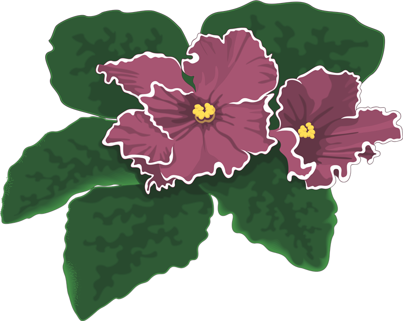 clipart african violets - photo #43