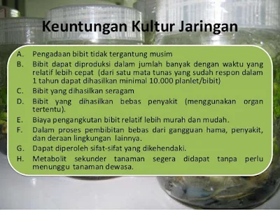 Manfaat kultur jaringan dan kerugian serta keuntungan kultur jaringan - berbagaireviews.com