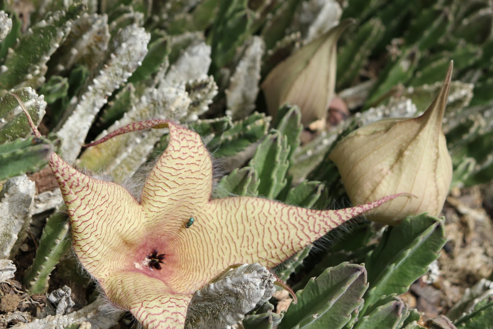 Autumn in Montevideo The World's Smallest Flower