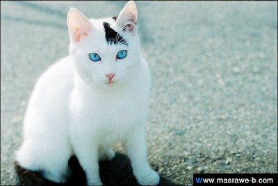 cats52
