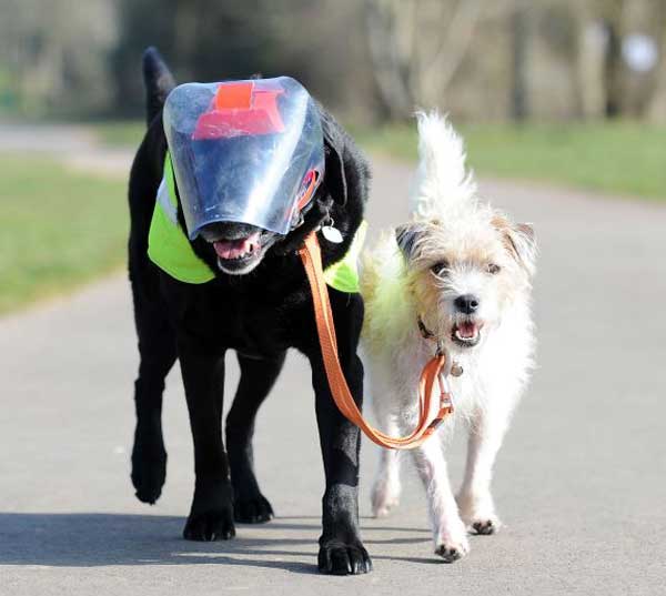 Nothing To Do With Arbroath Blind dog gets guide dog