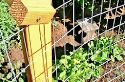 chicken fence portable posts yard backyard garden coops claz area minute