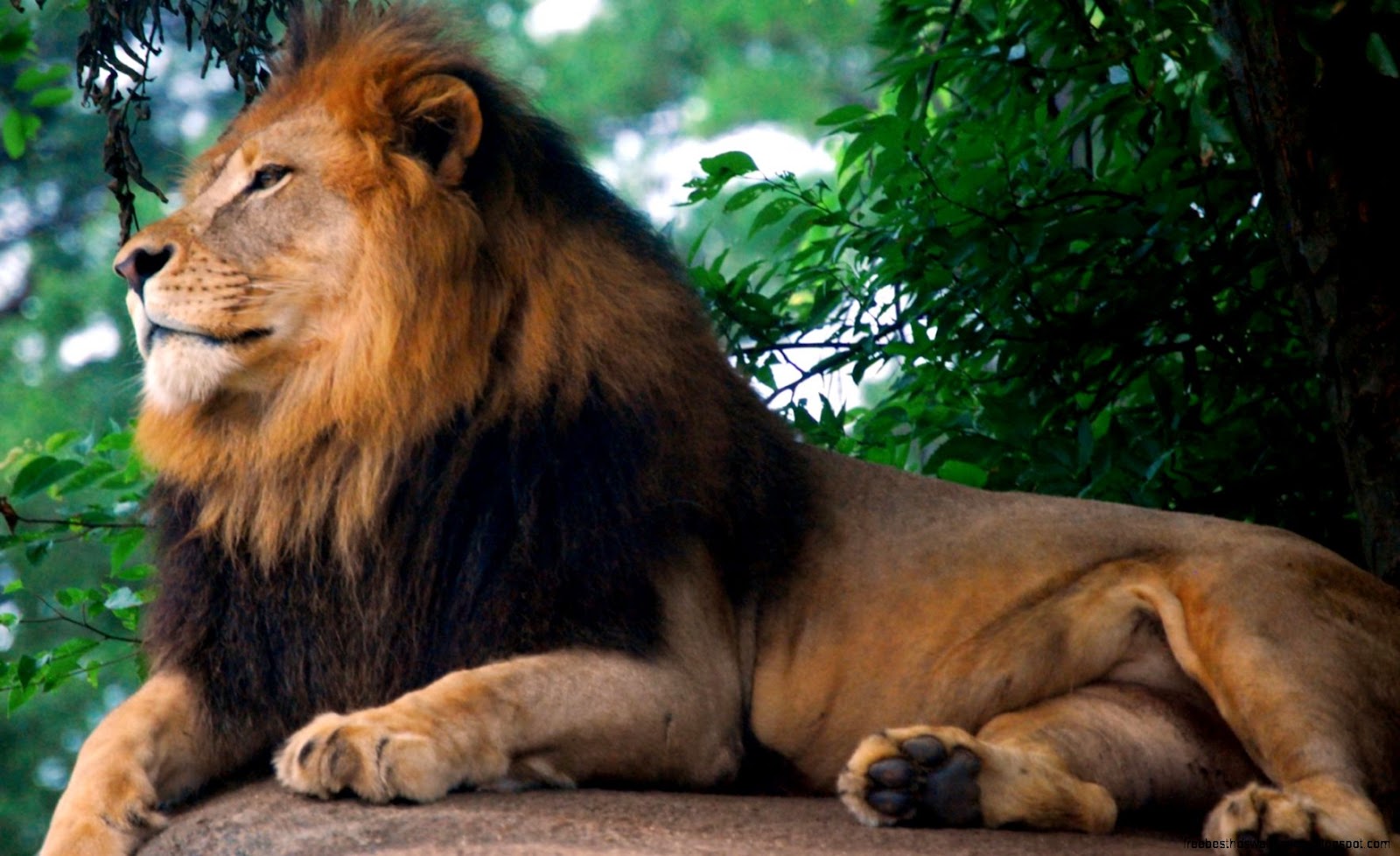 Lion king of zoo 1920x1200   Fondo hd 2854