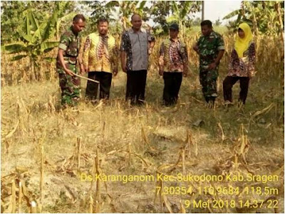 KEMENTAN RI DAN DISTAN KAB.SRAGEN TINJAU LAHAN KRITIS DI WILAYAH SUKODONO