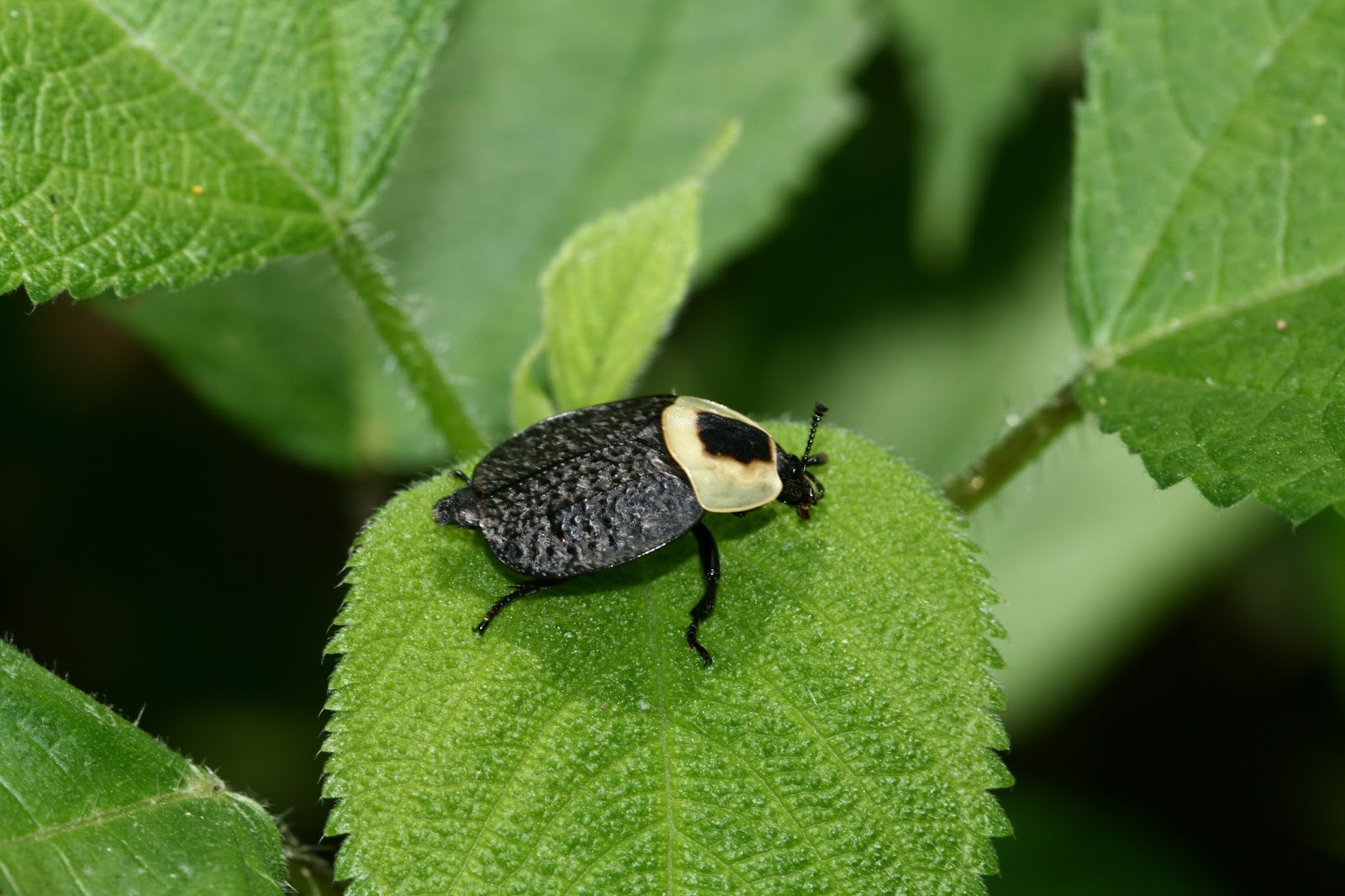 Sweating the Small Stuff 75 Common Arkansas Insects