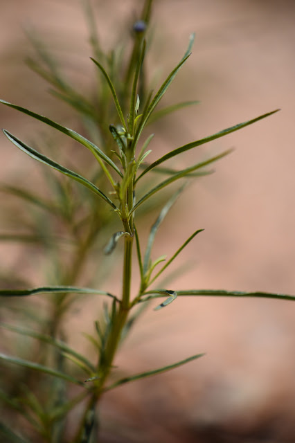 Salvia reptans foliage, GBFD