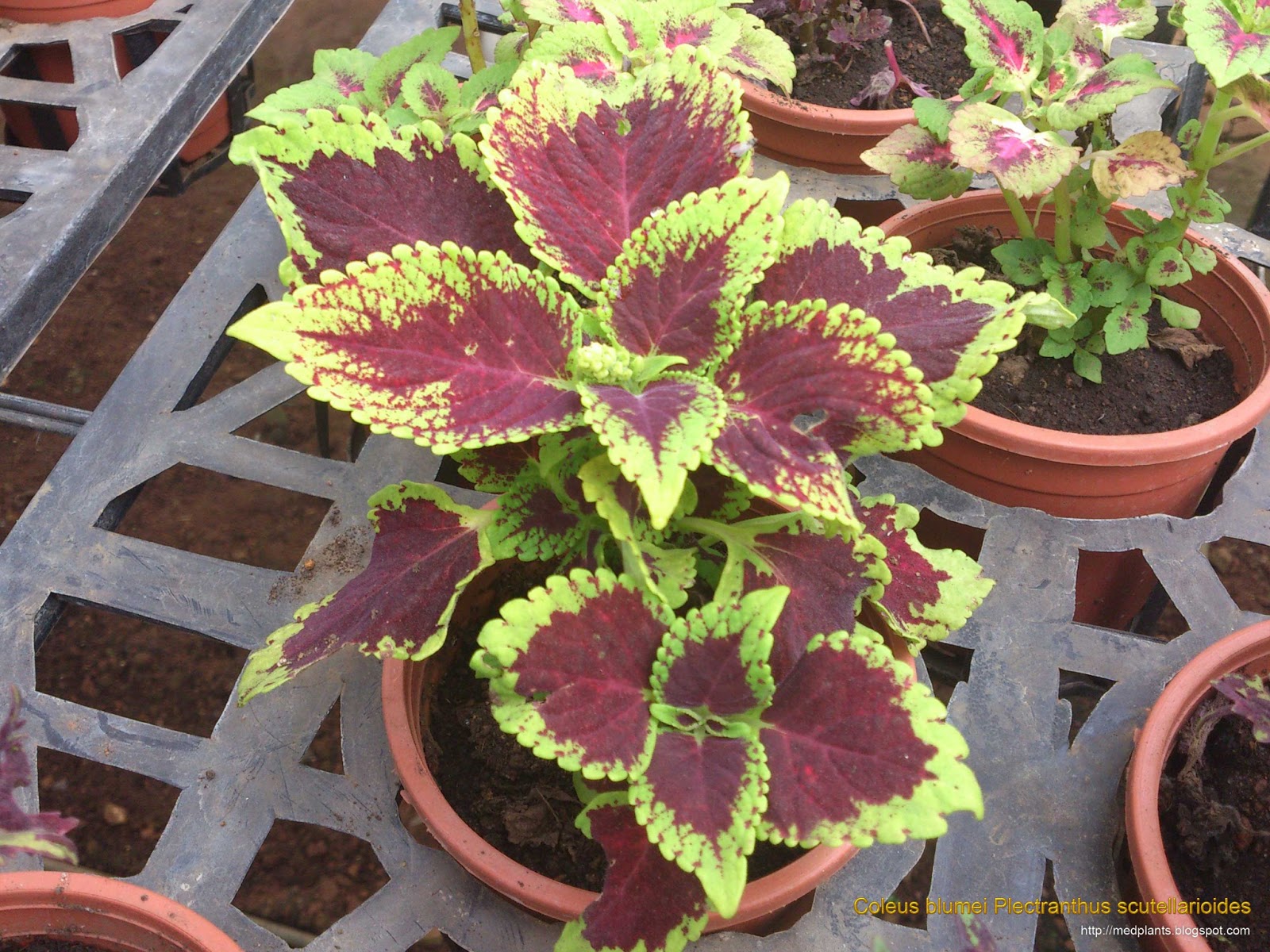 Medicinal Plants: Coleus blumei Plectranthus scutellarioides