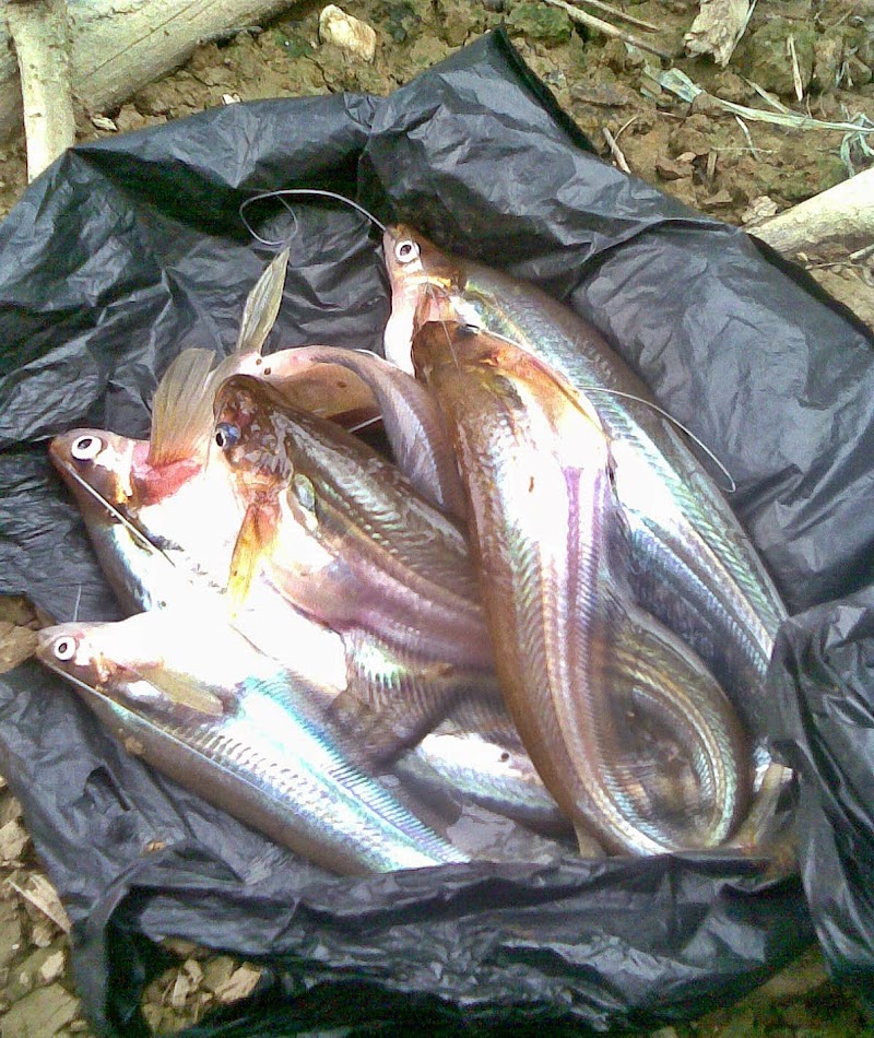 15+ Penting Ikan Mata Hari