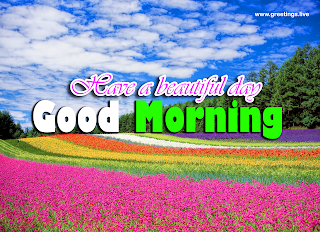 Beautiful good morning greetings in english language multiple colour Fresh flowers