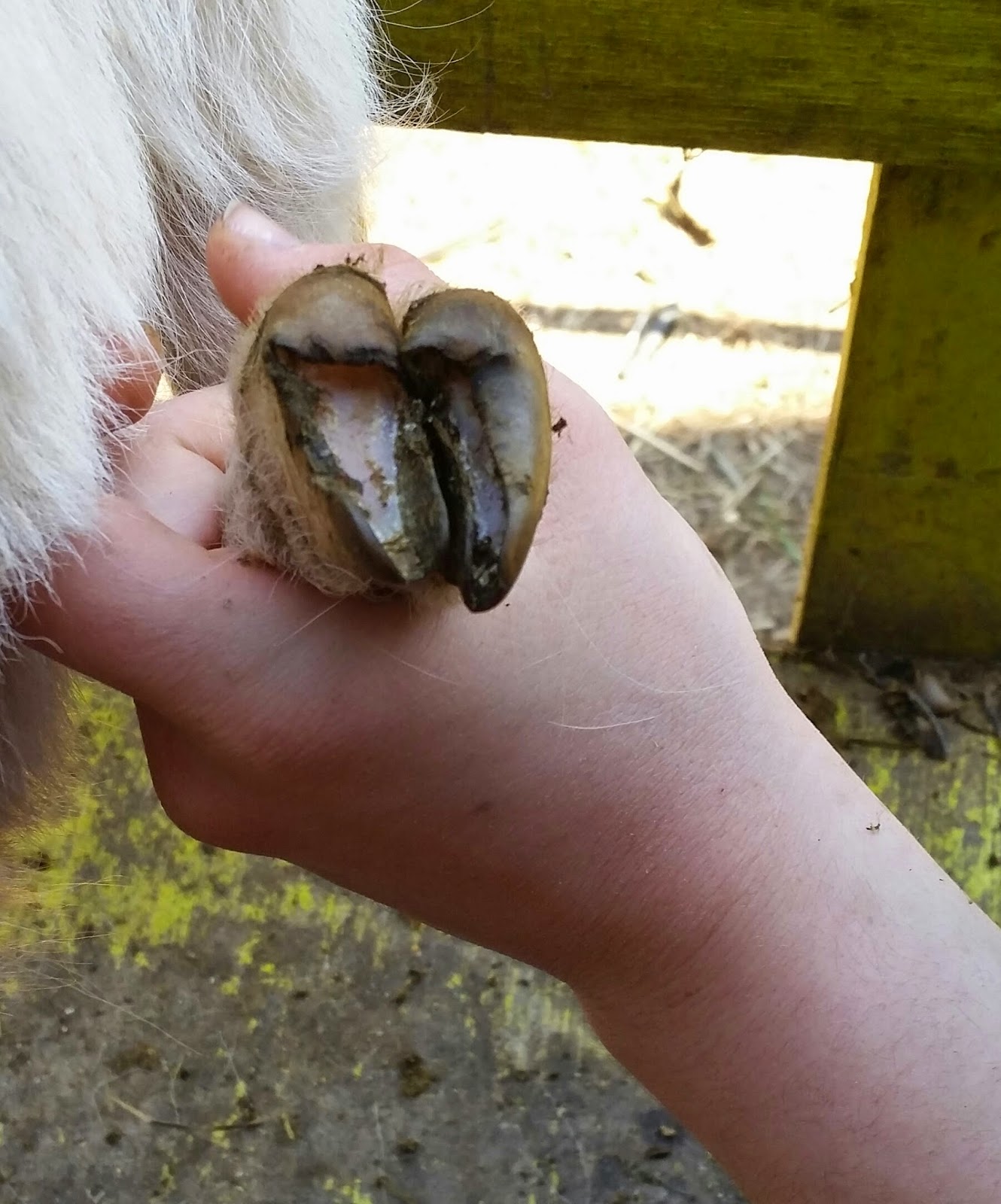 Still Waters Farm Goat Hoof Trimming it s Easier Than It Looks still-waters-farm-goat-hoof-trimming-it-s-easier-than-it-looks