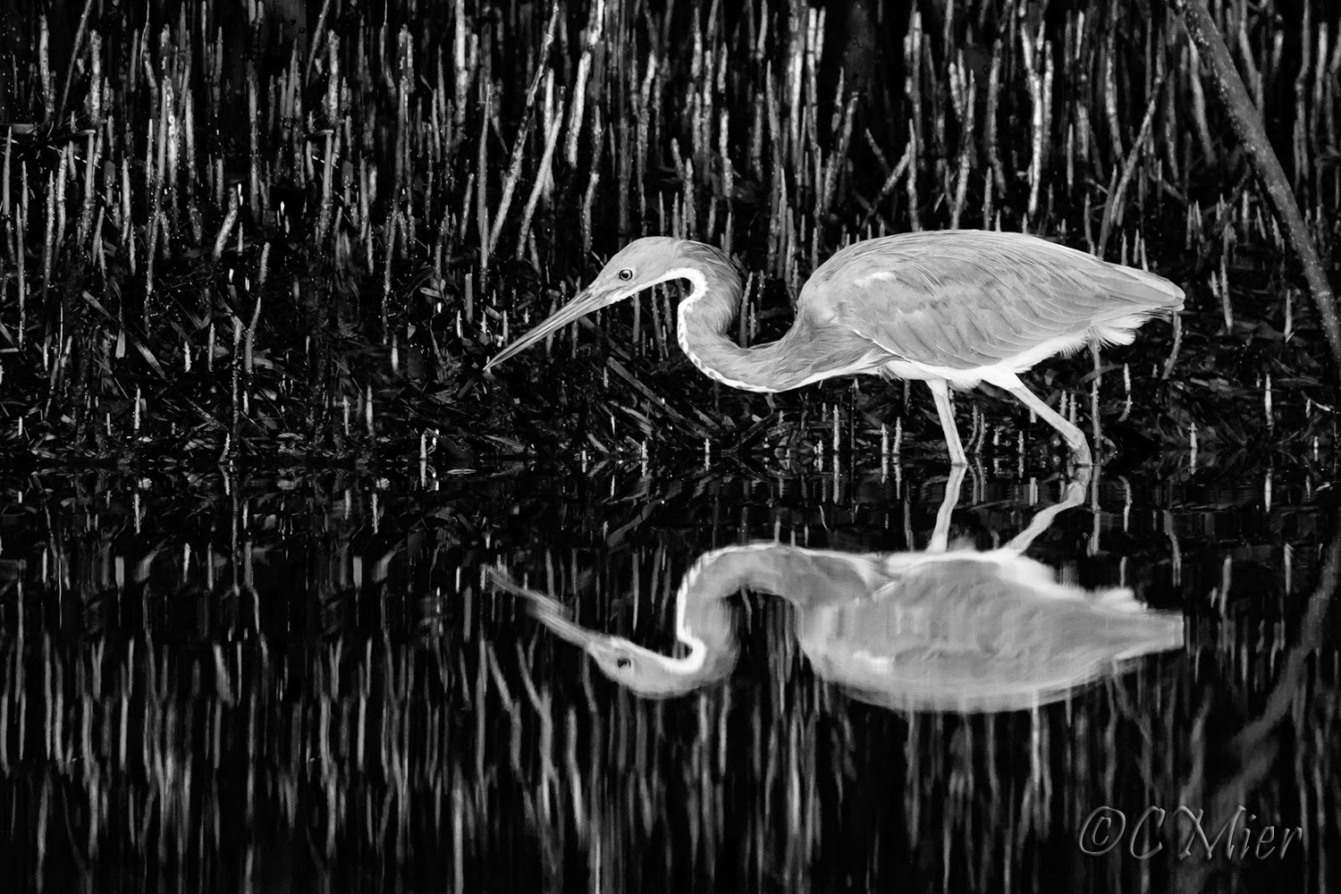 Florida Photography from a Canoe: Birds in Black and White
