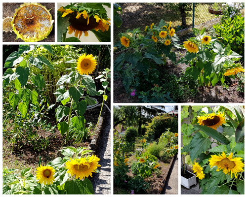 Nunu S Garn Und Stofflabor Ein Blick In Mama S Garten Holunder
