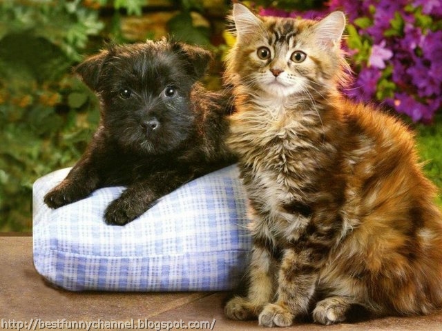 Black puppy and kitten.