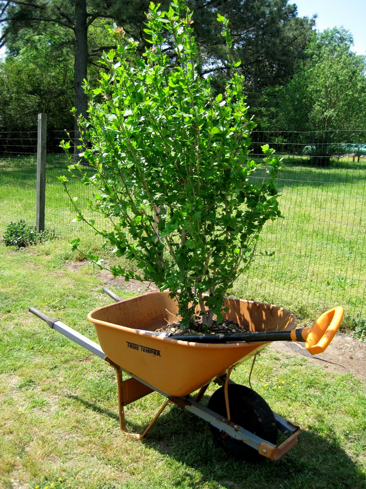How To Trim Rose Of Sharon Into A Hedge - Should Rose Of Sharon Be Cut Back For Winter