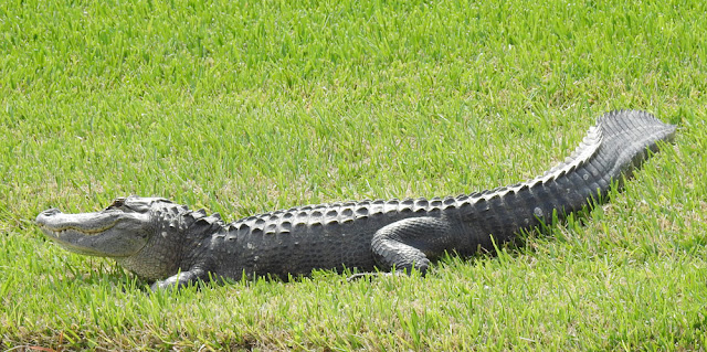 Large gator in Central Florida that appears to be ... smiling!