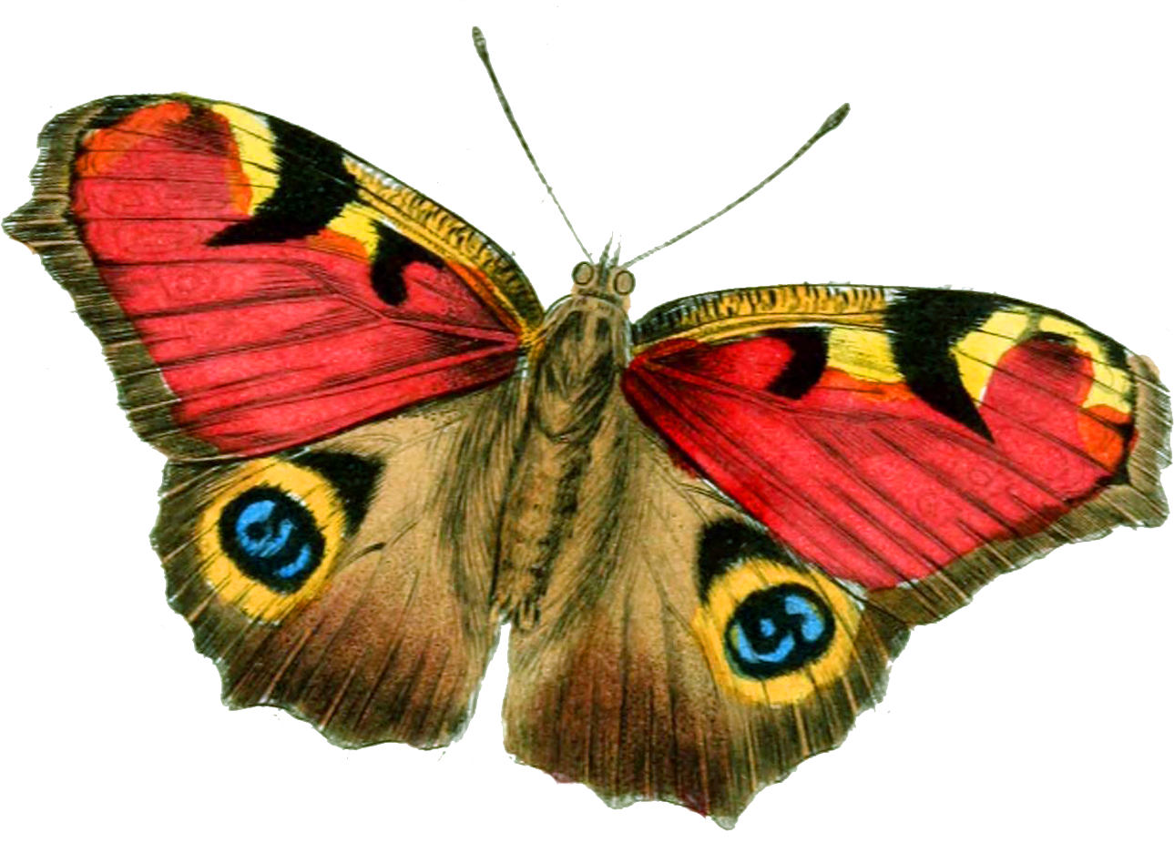 free red butterfly clip art - photo #36