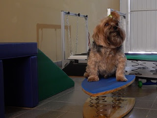cão surfista