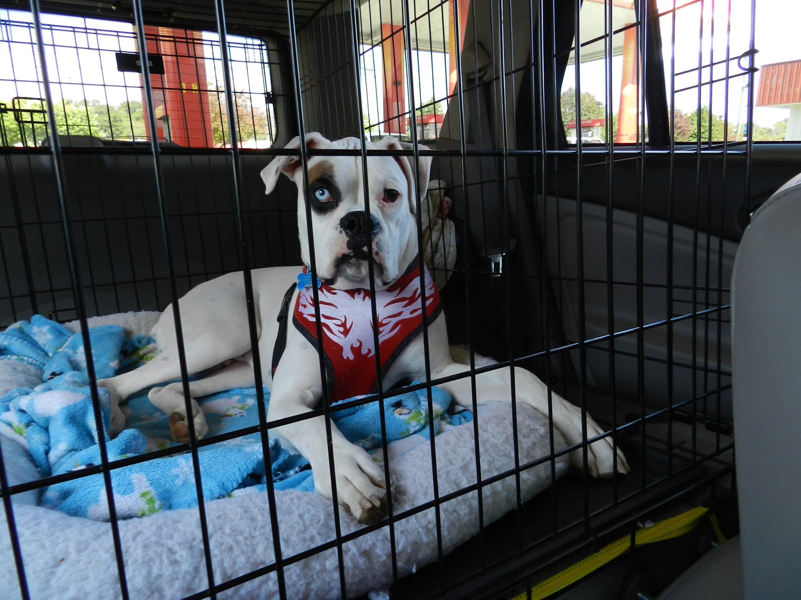 Chronicles of a Dog Trainer Crate Training Truths & Tips.