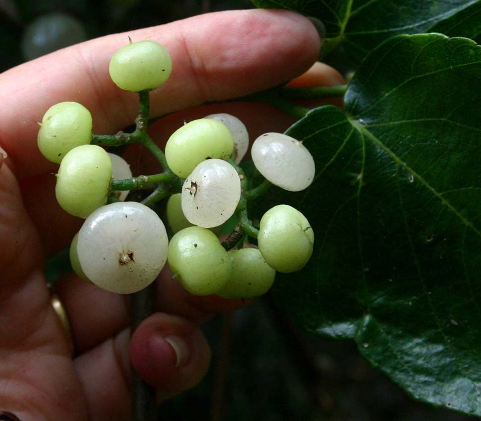 Toowoomba Plants Smooth Water Vine