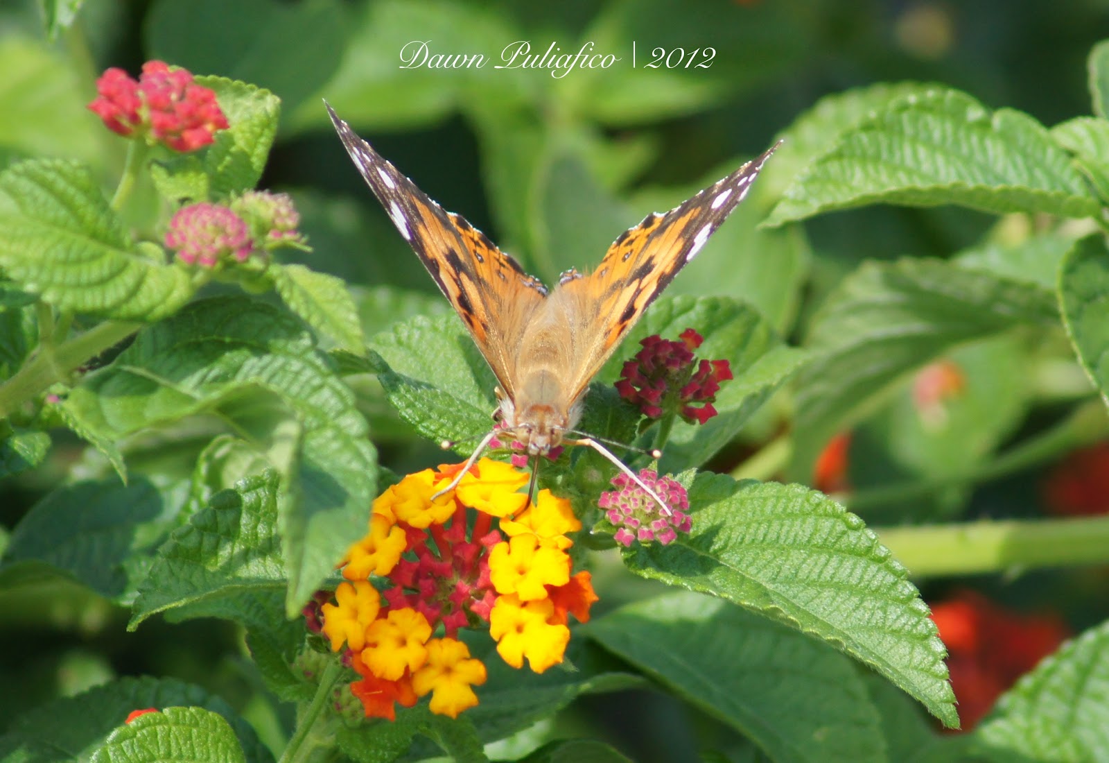 Things with Wings Massachusetts Butterflies