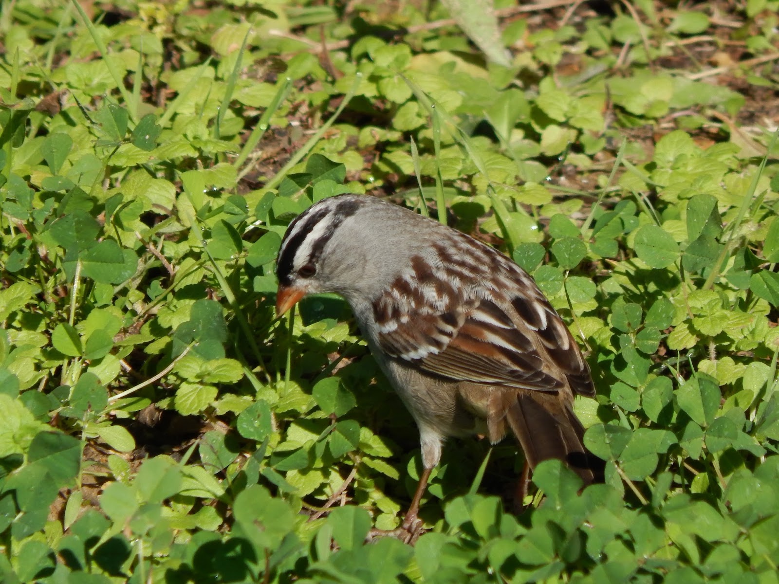 Central Louisiana Birding & Wildlife Birding Southwestern Louisiana, 1