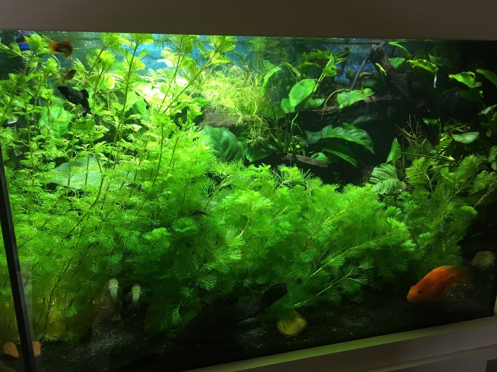 Meine Aquarien: Mein 300 Liter Sechseck GesellschafftsBecken Aquarium