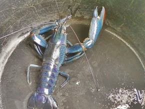 Di jual lobster biru