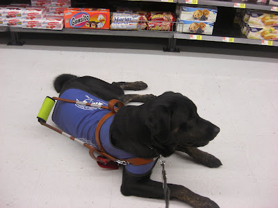 Picture of Rudy in coat/harness in a down-stay inside Wal-Mart
