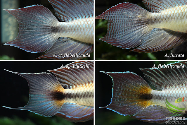 Apistogramma cf. flabellicauda